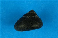 藏品(素面黑鐘螺)的圖片